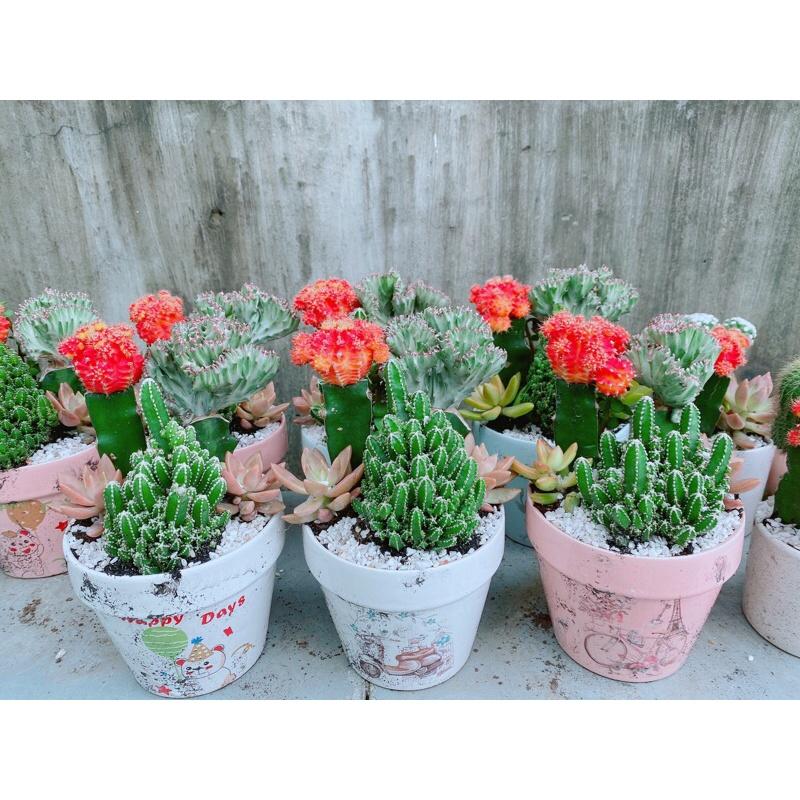 Chậu Xương Rồng Tiểu Cảnh