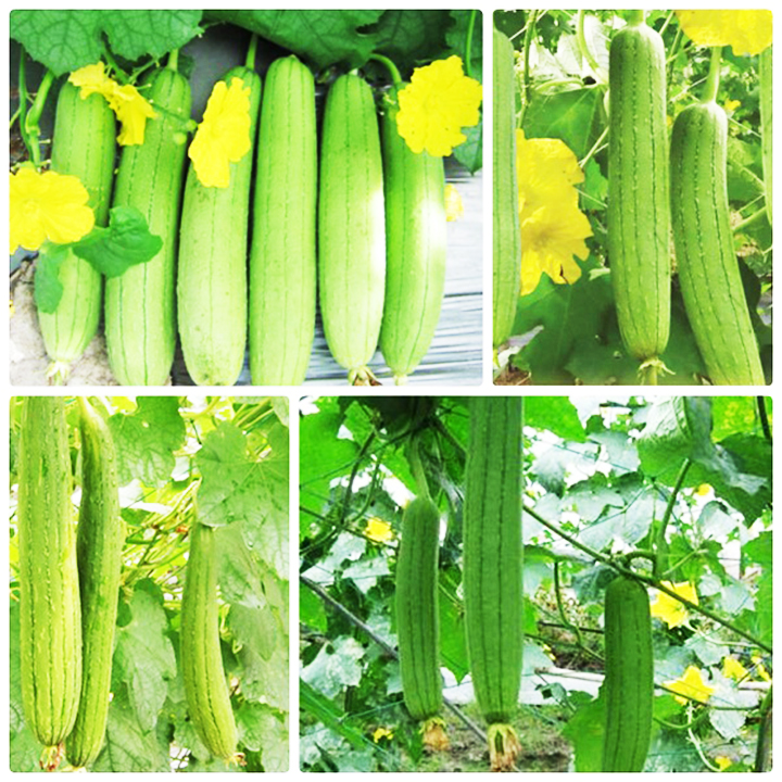 Hạt giống Mướp Hương F1 PN500 (1g/gói) | Sponge Gourd Seeds