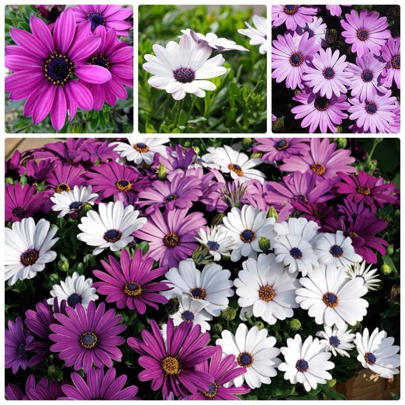 Hạt Giống Cúc Châu Phi Mix