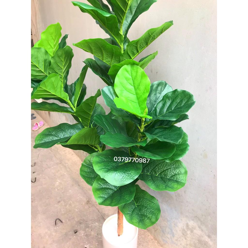 Cây giả - Cây bàng Đài loan 170cm 3 nhánh siêu to