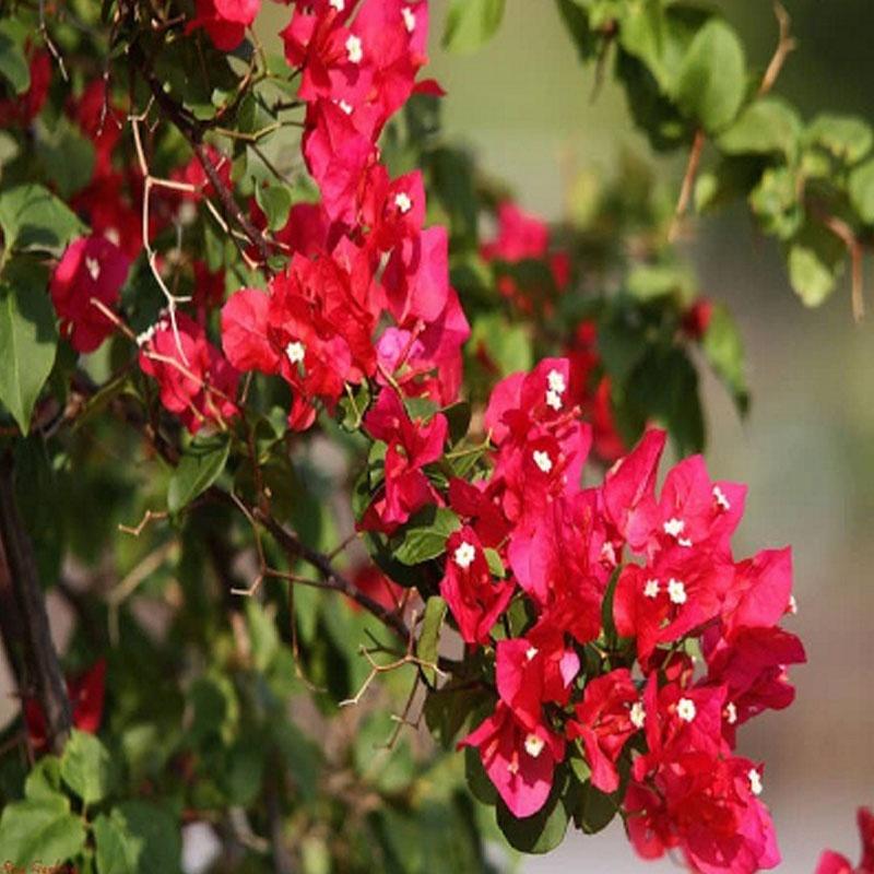 Cây Hoa Giấy Đỏ Lửa - cây cảnh để bàn + tặng phân bón cho cây