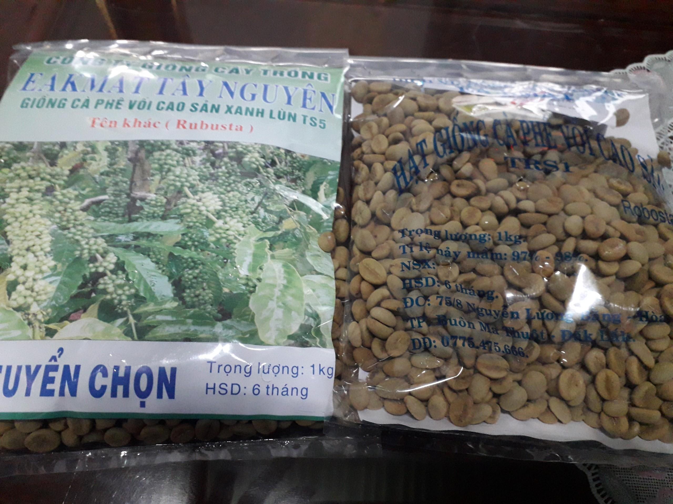 1 KG HẠT GIỐNG CÀ PHÊ XANH LÙN