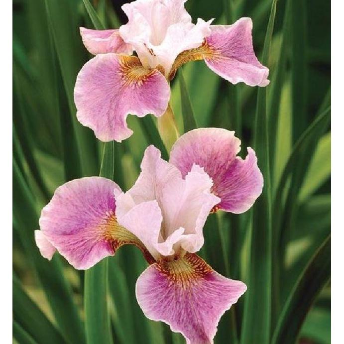 Hạt Giống Diên Vĩ Hồng  CT521 - Gói 10 hạt