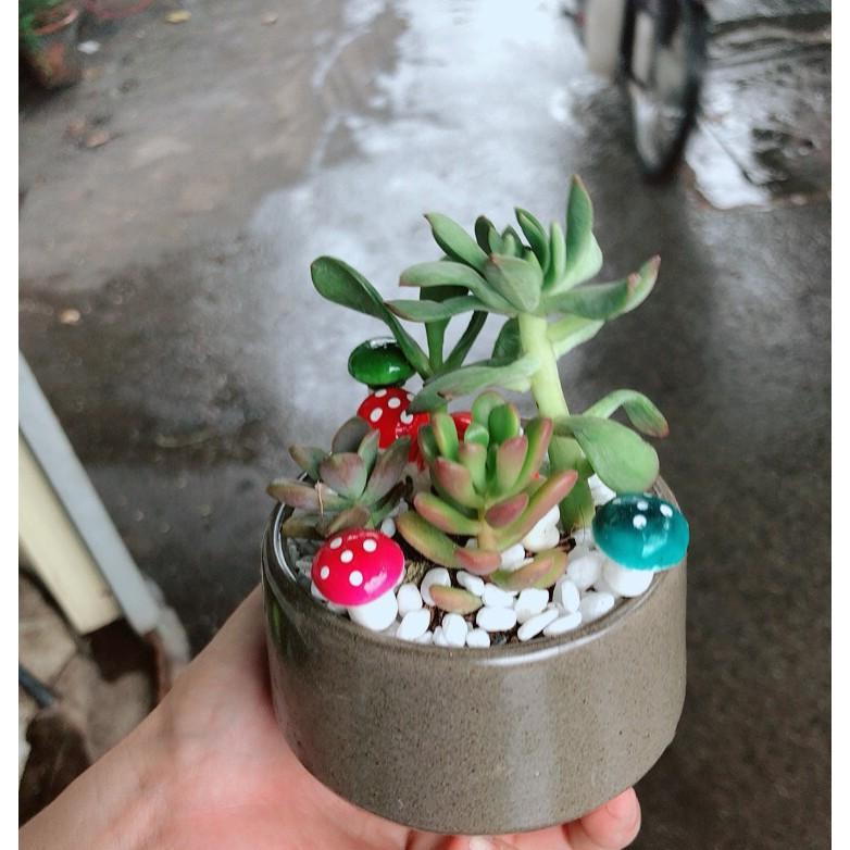 Chậu tiểu cảnh sen đá 4