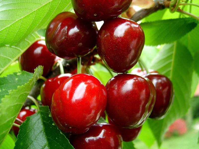 CÂY GIỐNG CHERRY MỸ