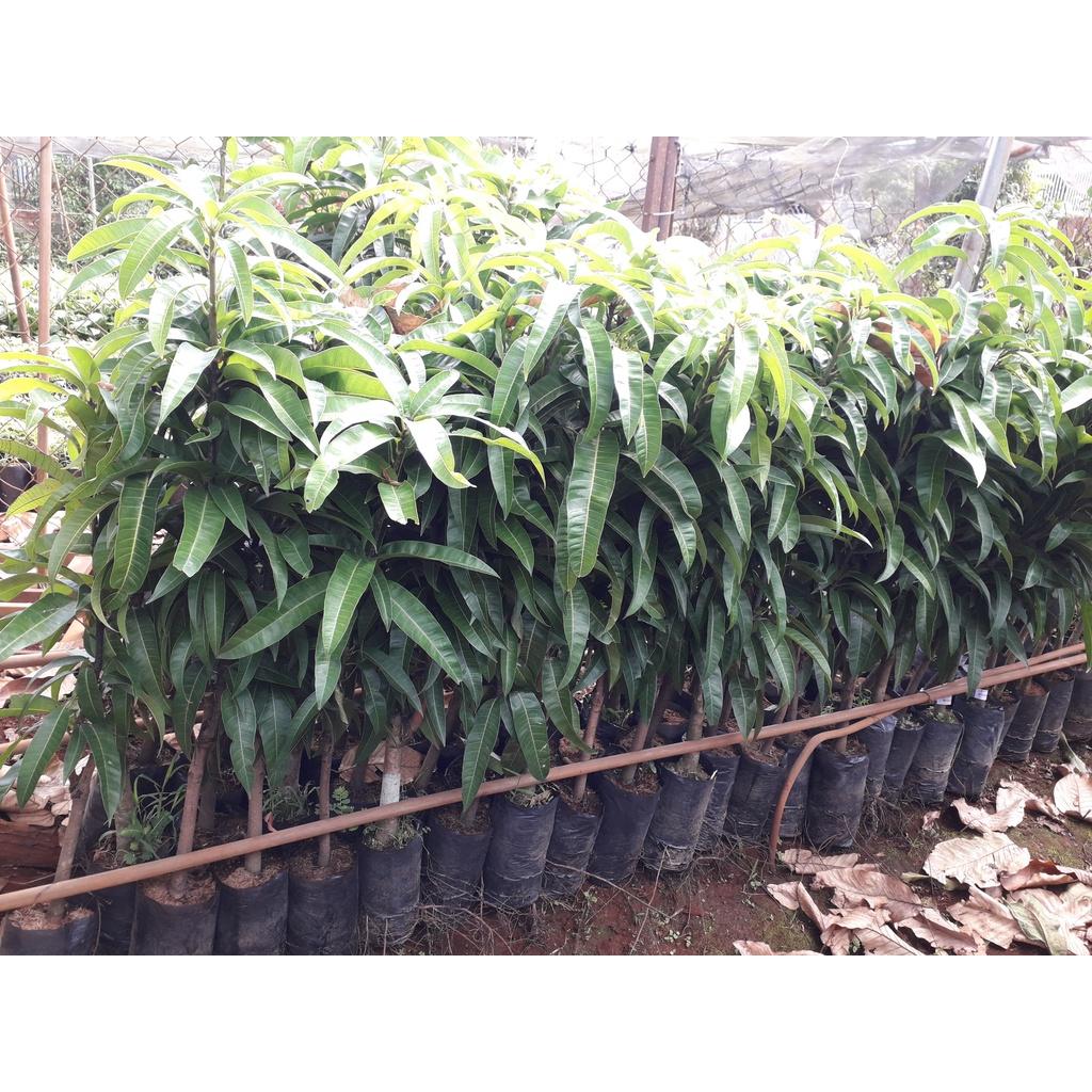 Cây giống Xoài Cát Chu Cao Lãnh CAO HƠN 1M .