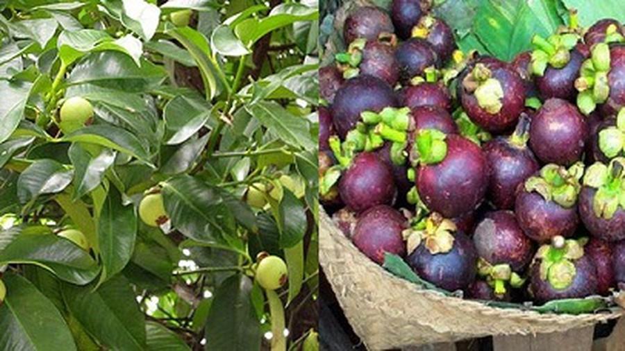 Cây MĂNG CỤT, cây măng cụt cấy mô cho quả sớm