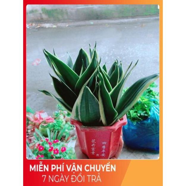 Chậu Lưỡi Hổ Thái Xanh