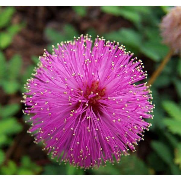 COMBO 5 GÓI HẠT GIỐNG HOA MIMOSA -HOA TRINH NỮ MIXX MÀU