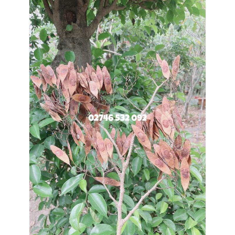 HẠT GIỐNG GỖ SƯA ĐỎ QUÝ