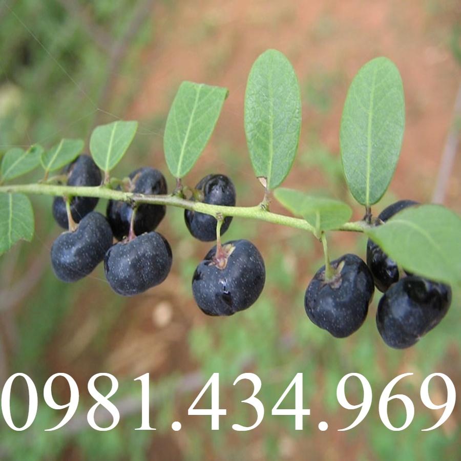 Cây Mực tươi giống Khô 1kg