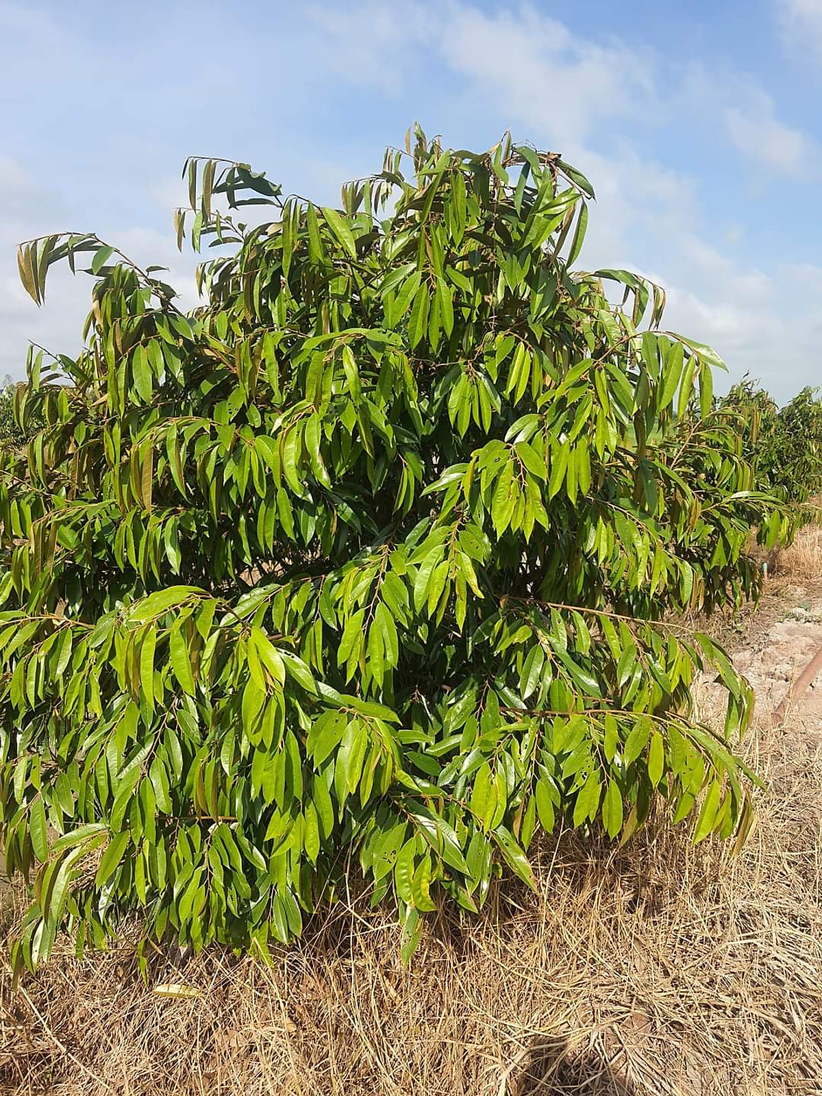 SIÊU TĂNG TRƯỞNG (chai 1 lít)