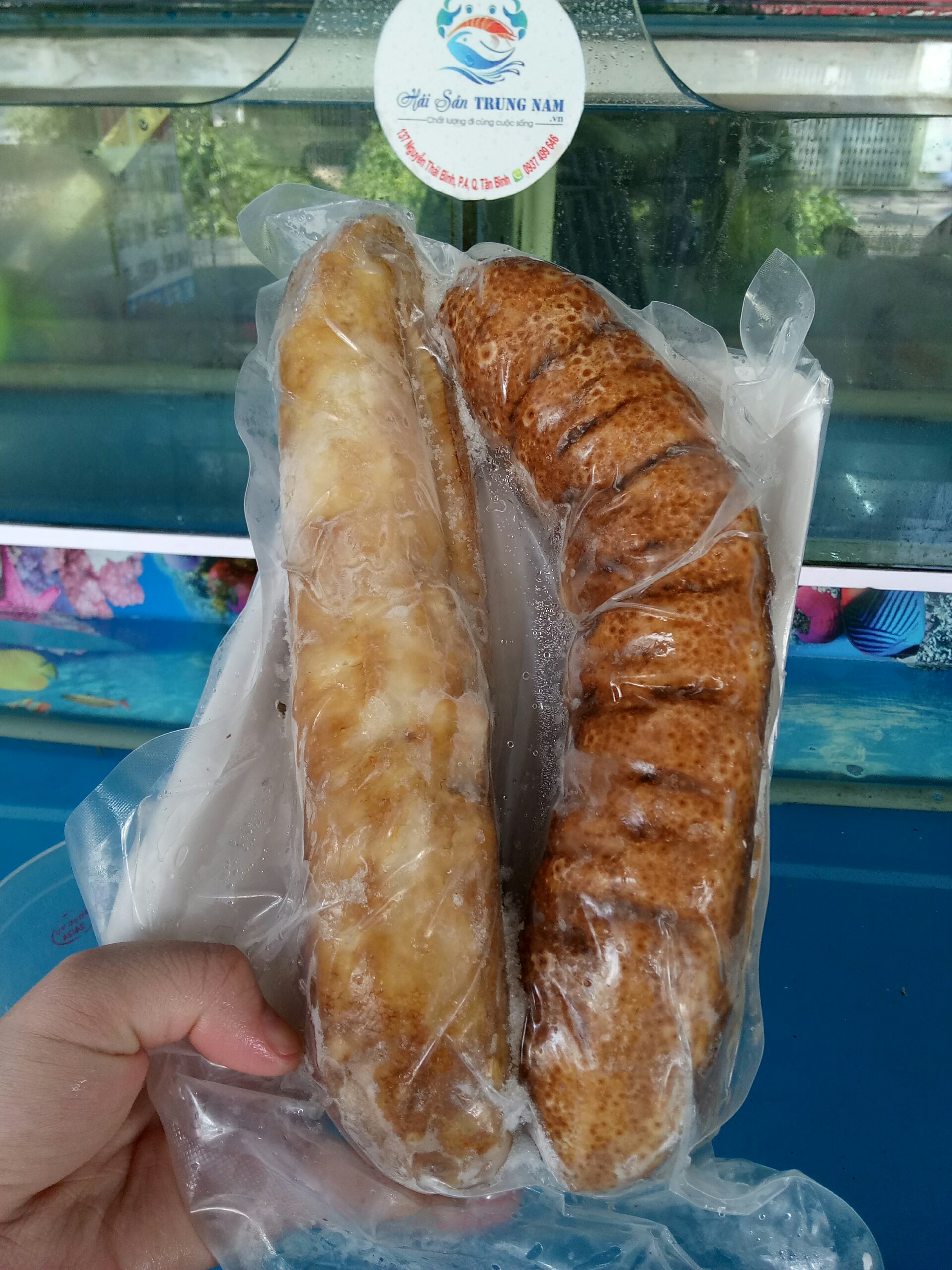 Hải Sâm Gai Vàng