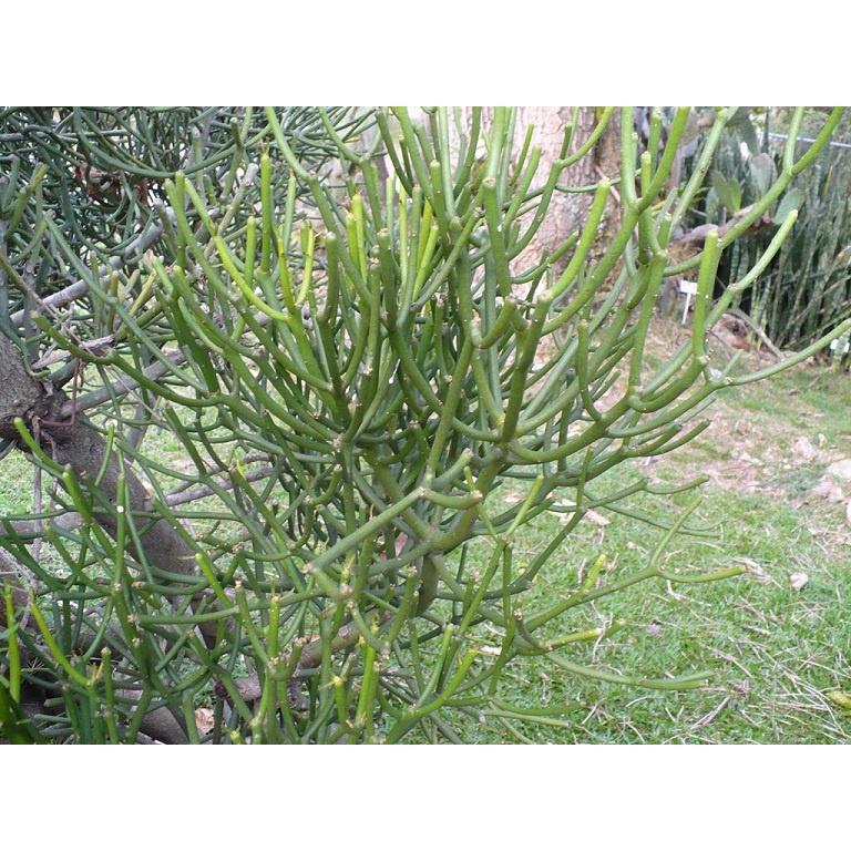 CÂY GIAO, CÂY XƯƠNG CÁ - cây giống