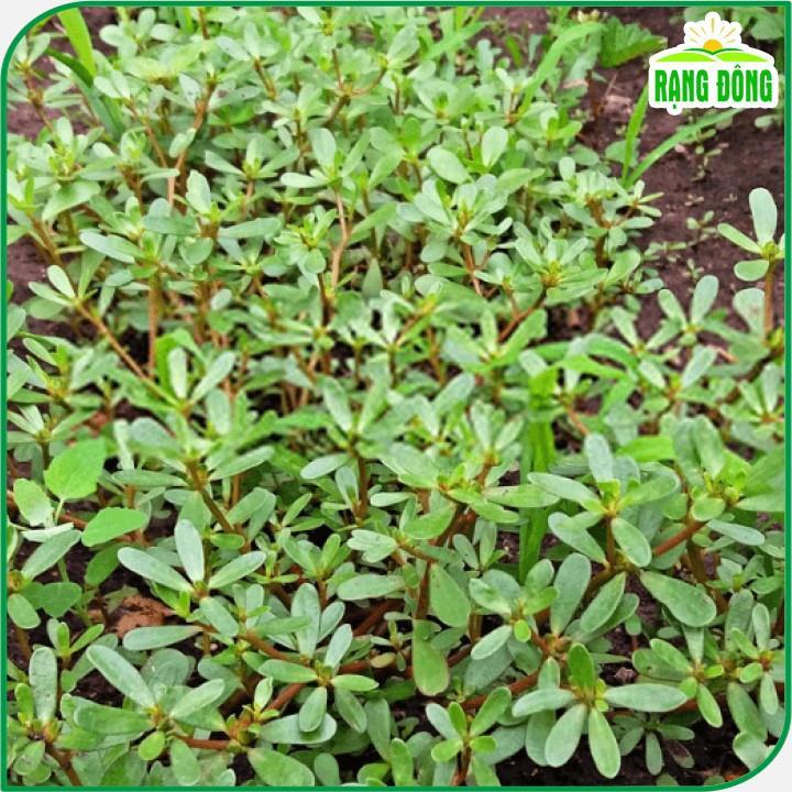 Hạt giống Rau Sam Trồng Quanh Năm - Hạt giống Rạng Đông