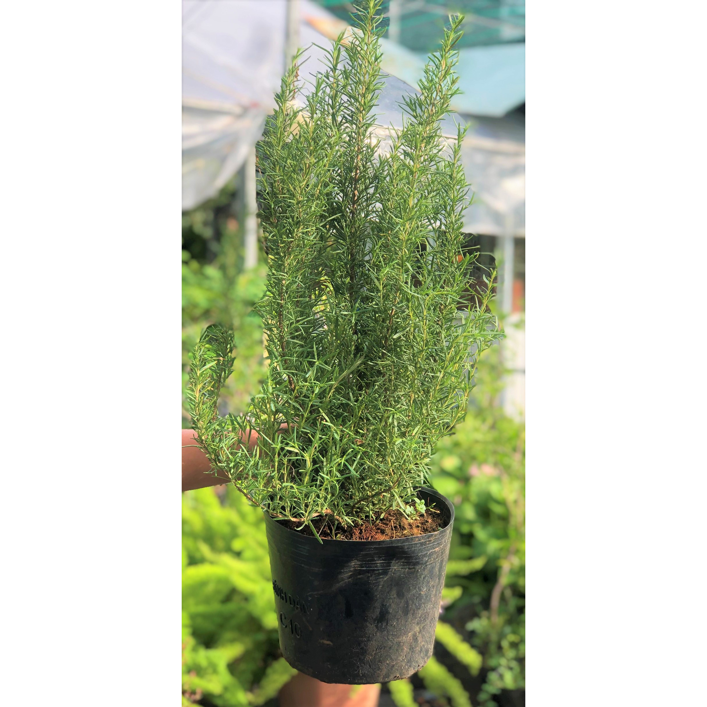 Chậu cây Hương Thảo cao 50 - 70 cm trồng nơi có nhiều nắng