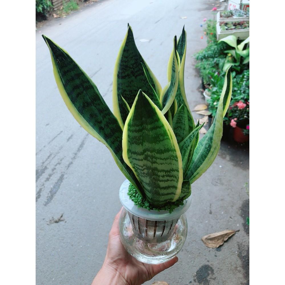 Chậu Lưỡi Hổ Viền Vàng Thủy Canh