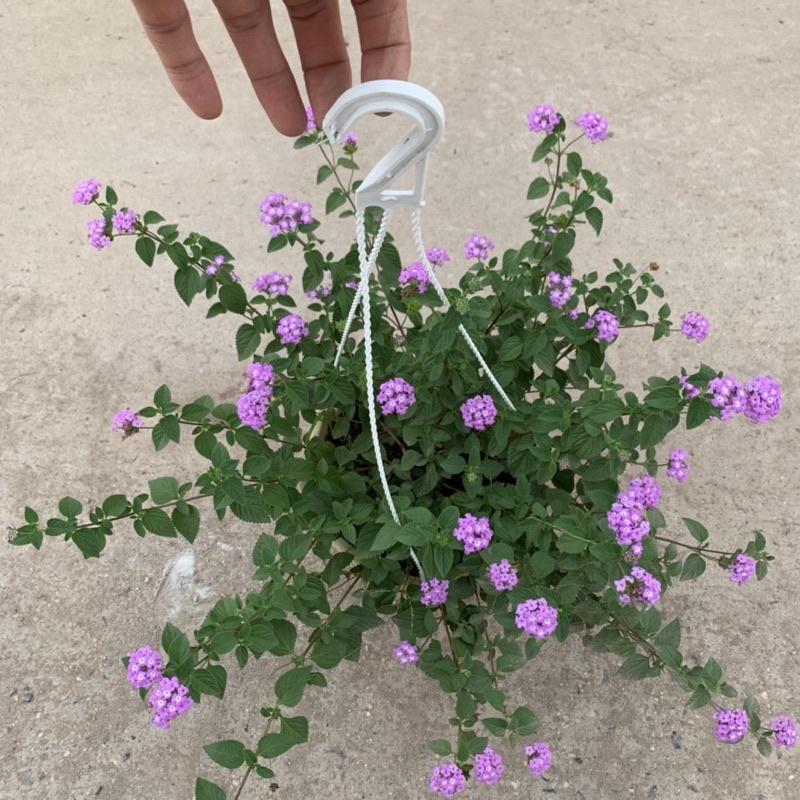 Chậu hoa ngũ sắc tím rủ treo bán kính 25-30cm, chậu hoa treo ban công, sân vườn nở rực rỡ đẹp mắt