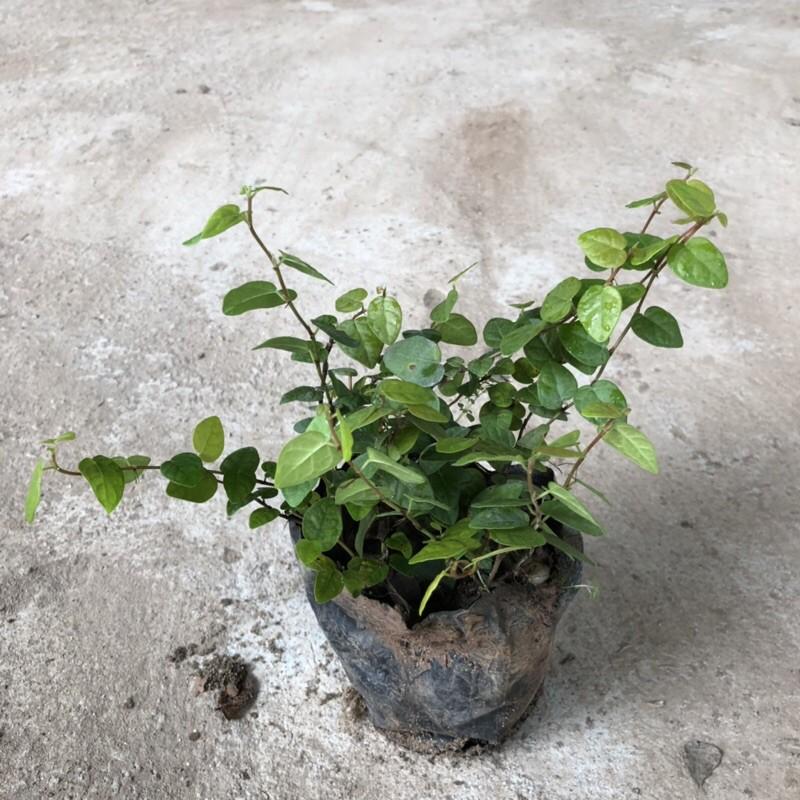 CÂY VẢY ỐC TRỒNG BỊCH ĐEN NHIỀU NGỌN SUM SUÊ DÀI 15-20CM CÂY SỐNG KHỎE THÍCH HỢP LÀM CÂY LEO BÁM