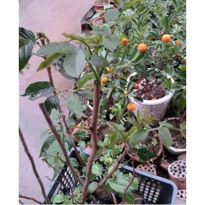 Cây giống óc chó nhập mỹ