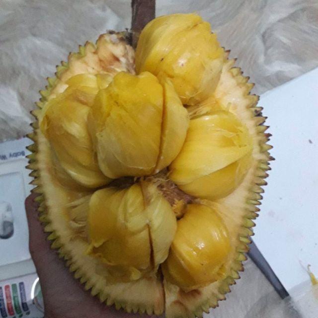 Cây Giống Mít tố nữ