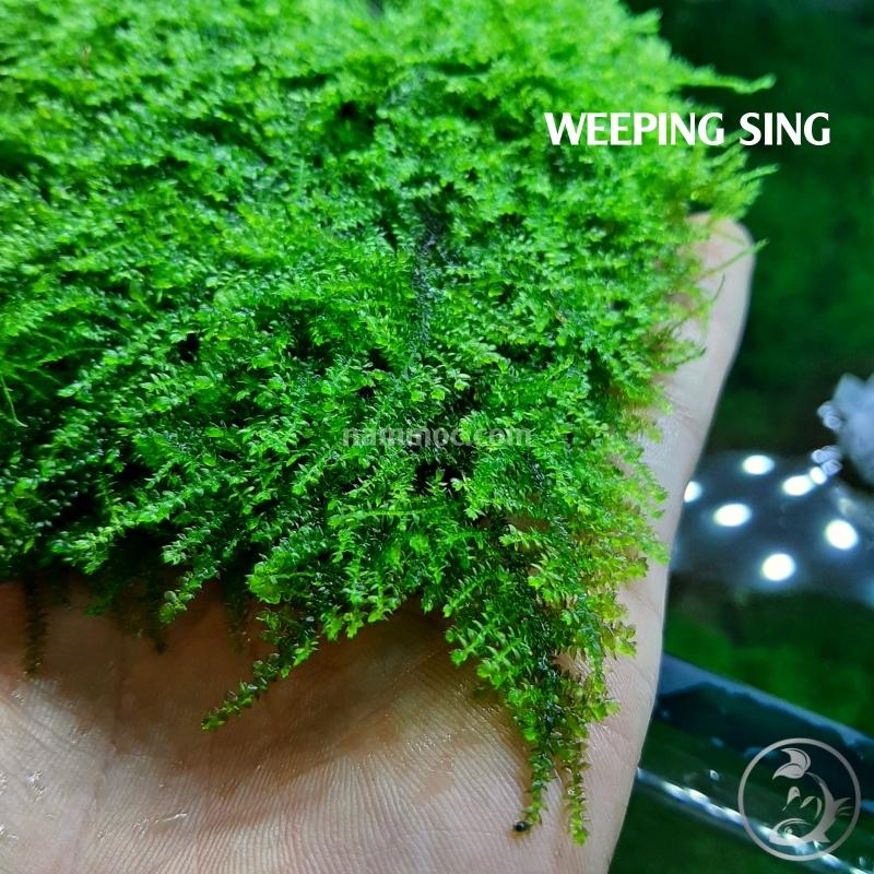 Rêu Weeping Sing | Một Trong Những Loại Rêu Đẹp, Ưa Chuộng Nhất Giới Chơi Thuỷ Sinh