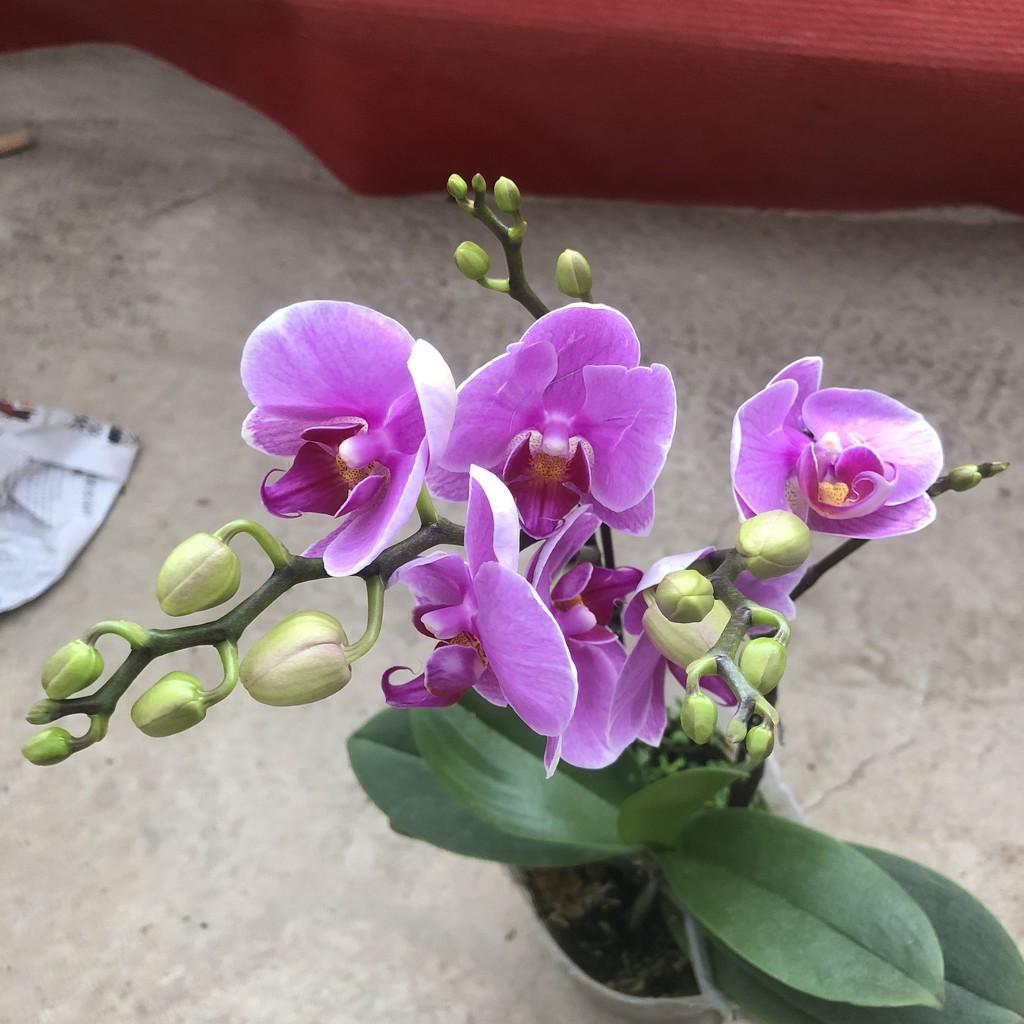 Cây hoa lan hồ điệp, chiều cao 30-35cm, hoa nở cực đẹp chơi cực bền sức sống khỏe thích hợp trang trí phòng khách