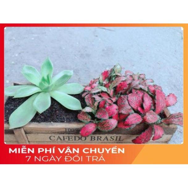 Chậu Cẩm Nhung + Sen Đá