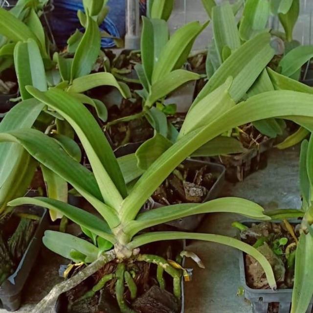 Phong lan đai châu cỡ trung cây cực đẹp
