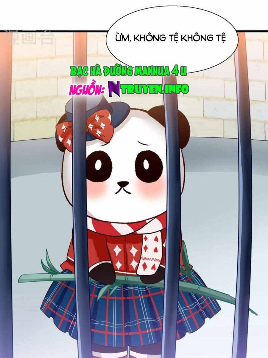 tôi bị gấu trúc nhìn trúng rồi chapter 5 1