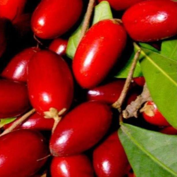 Cây thần kỳ choai
