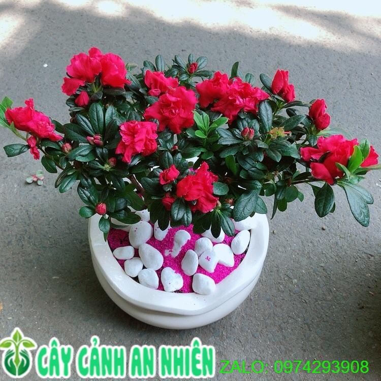 Chậu Hoa Đỗ Quyên Màu Hồng