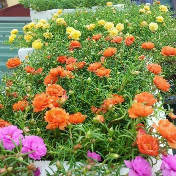 Hạt giống hoa mười giờ