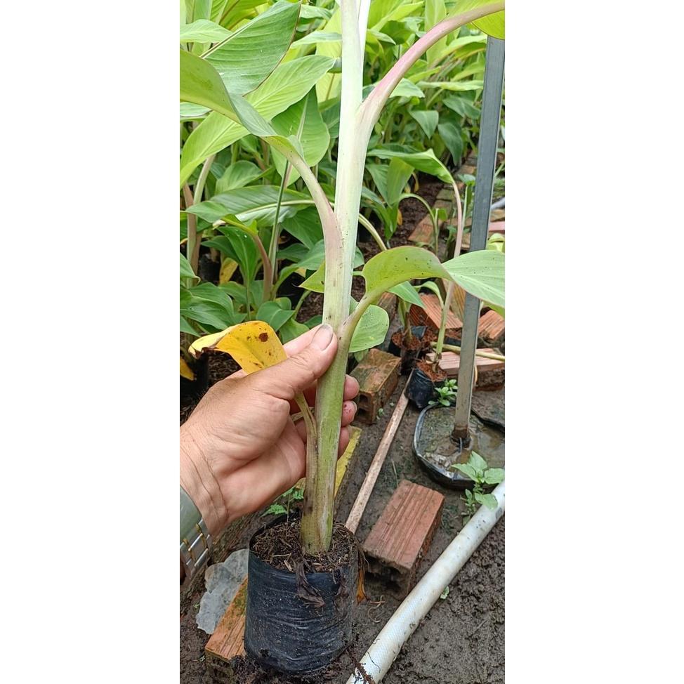 Cây giống Chuối Sứ