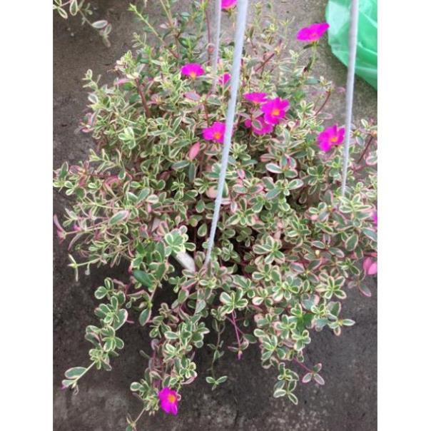 Cây mười giờ Cẩm thạch siêu hoa