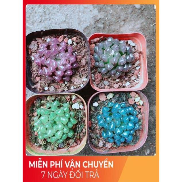 Kim Cương 60k/cây