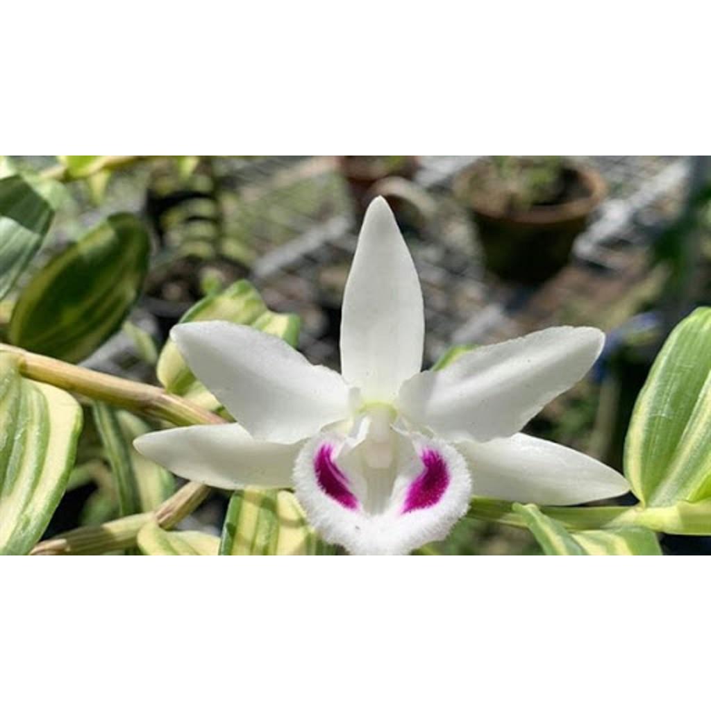 Cốc phi điệp 5 cánh trắng NGƯỜI ĐẸP BÌNH DƯƠNG - hàng gieo hạt - hoa xổ số - hoa siêu đẹp giá rẻ