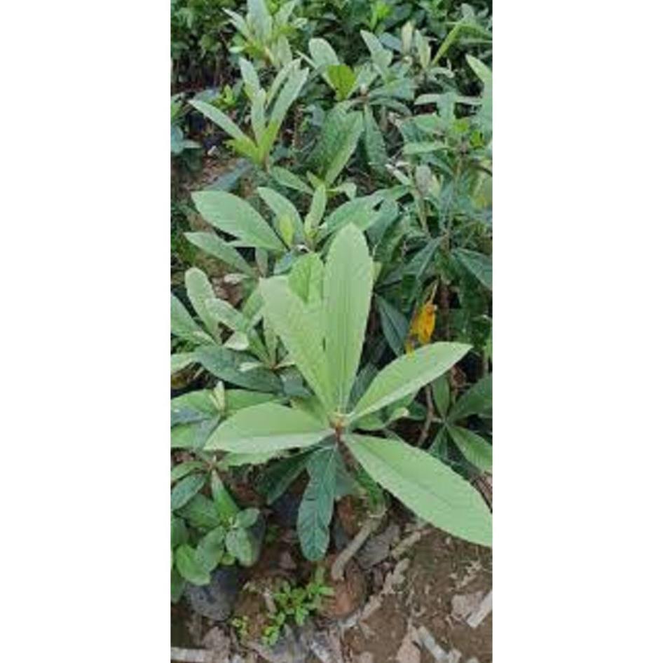 CÂY GIỐNG QUẢ TỲ BÀ nhật - cây giống nhập khẩu