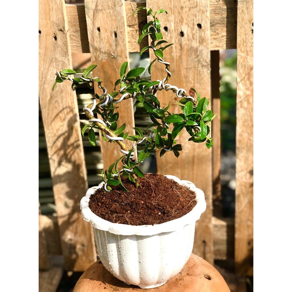 Chậu Bonsai cây ổi sẽ