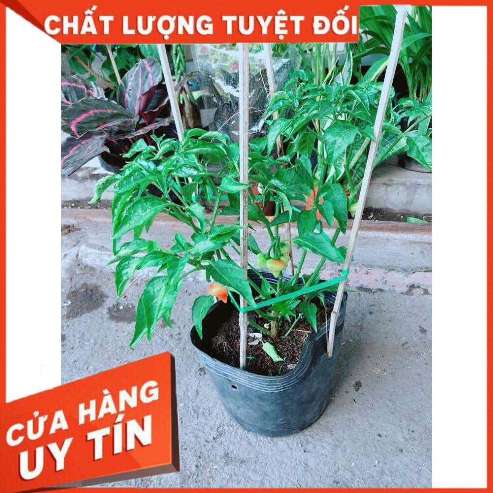 Chậu Ớt Kiểng Nhiều Người Mua