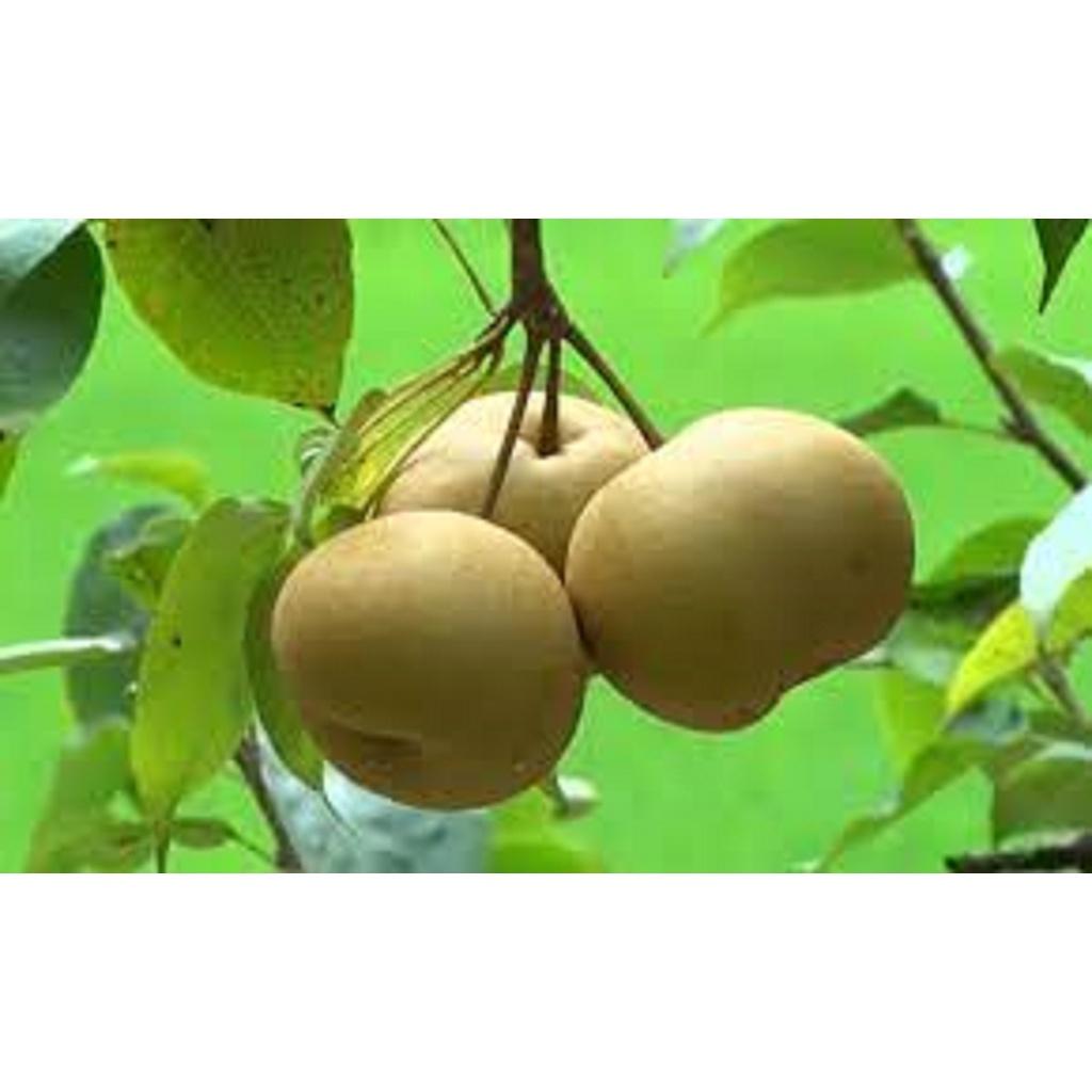 CÂY GIỐNG LÊ VÀNG quả to SIÊU TRÁI.