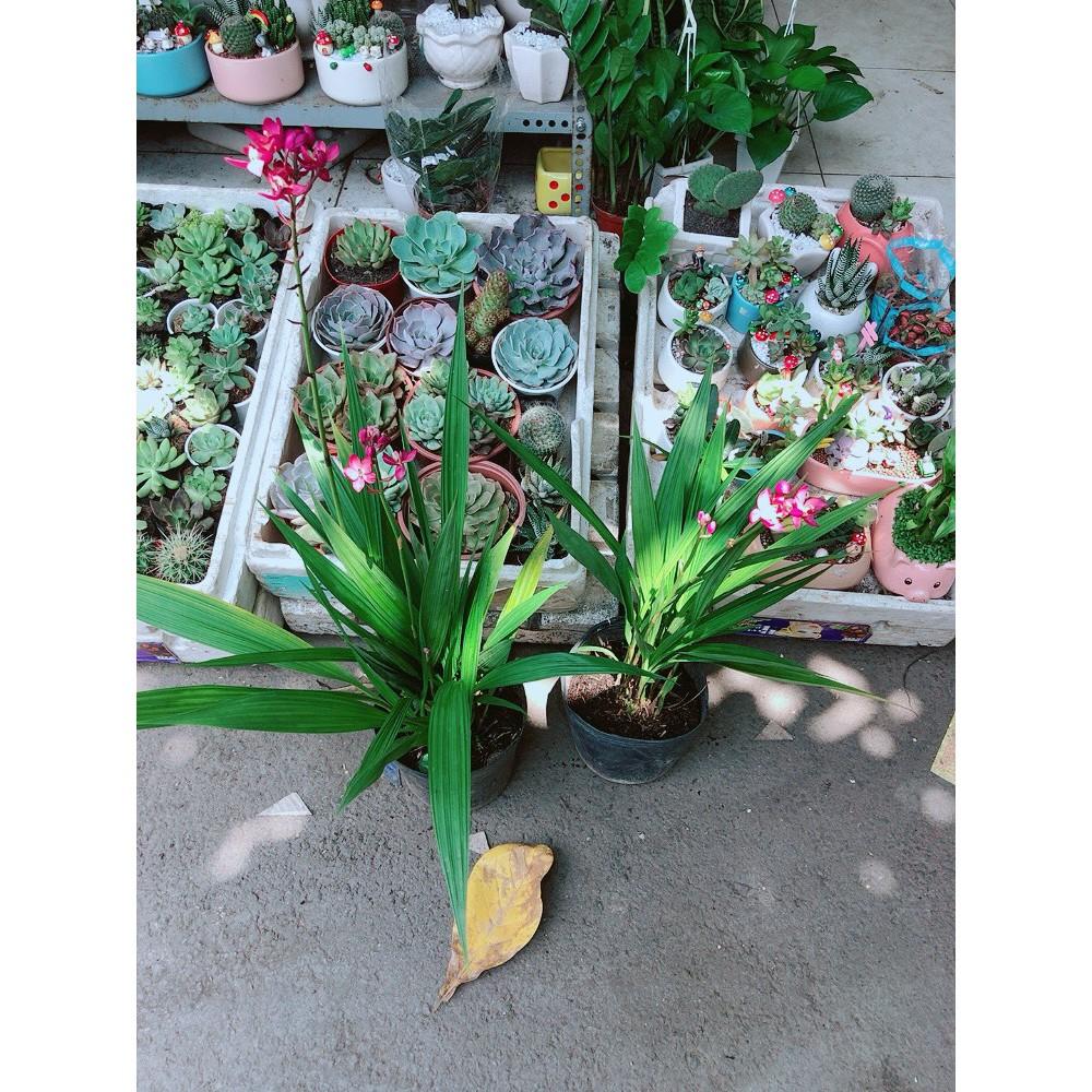 Cây Địa lan, lan đất hay lan chu đinh