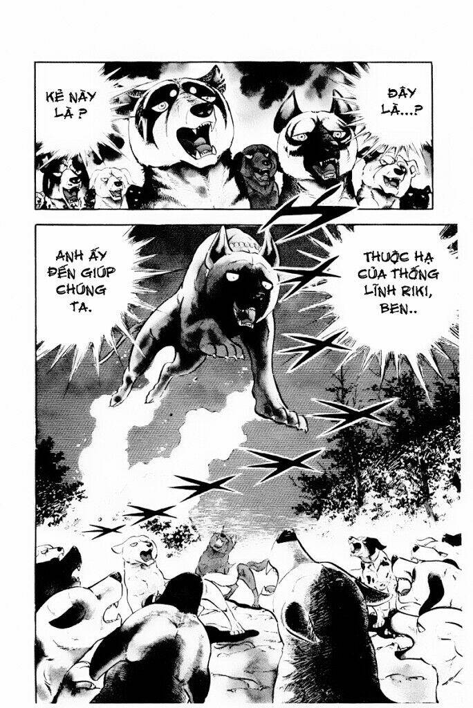 chú chó có nghĩa - ginga nagareboshi gin chapter 30.2 29