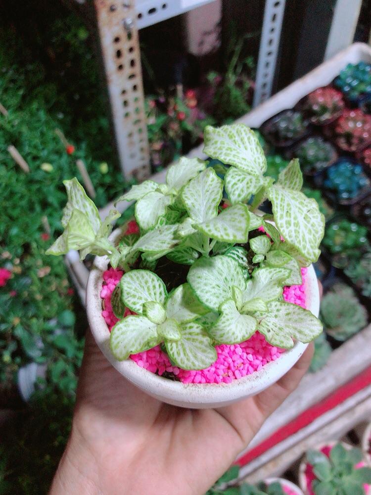 Chậu Cây Lá May Mắn