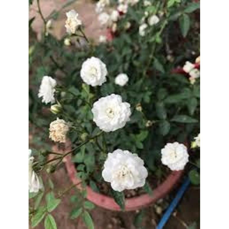 COMBO 3 cây giống hoa hồng CỔ TRẮNG BẠCH XẾP-Giống hồng cổ trắng đẹp và sai hoa