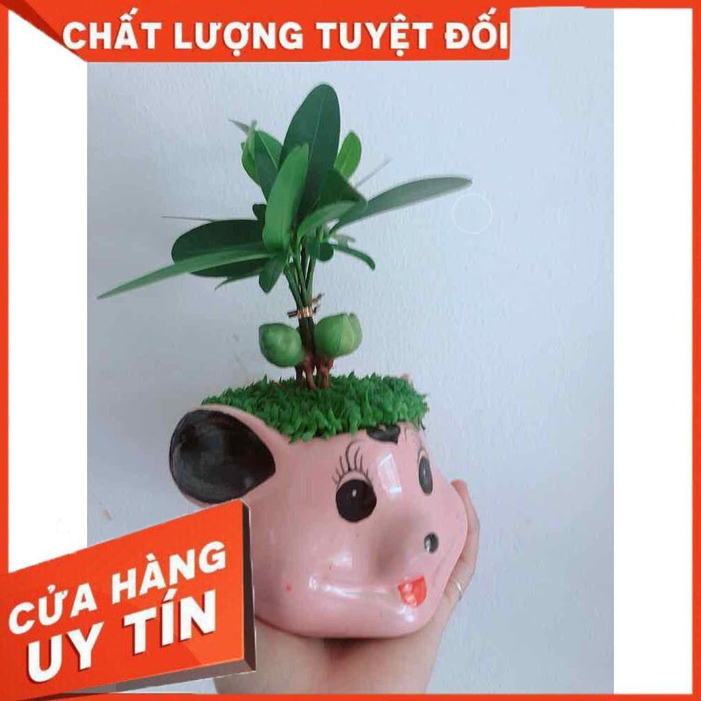 Chậu phát tài  Nhiều Người Mua