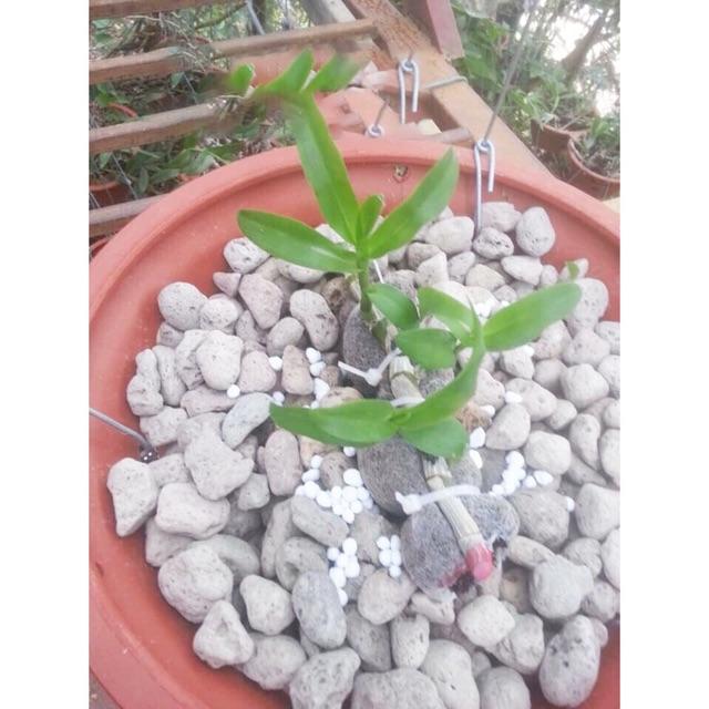 ĐÁ BỌT NÚI LỬA PUMICE STONE