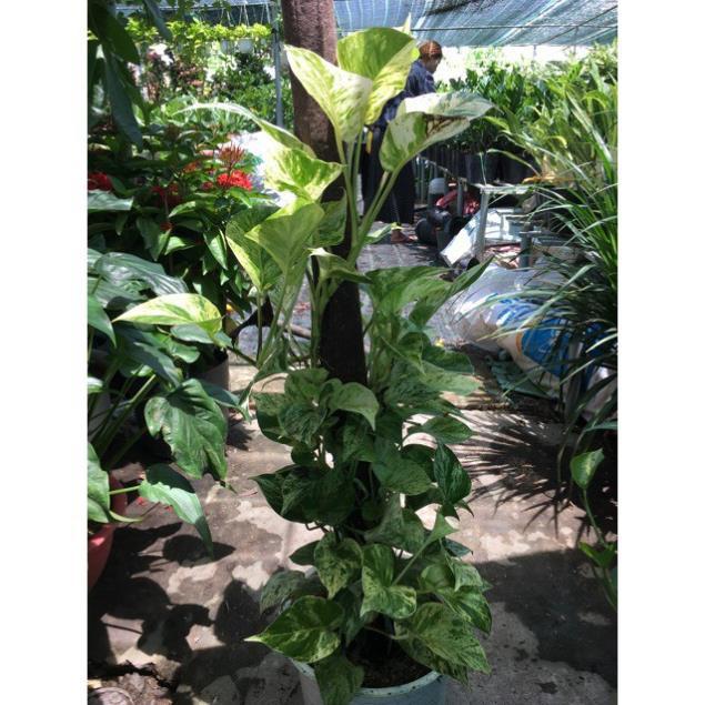 Cây trầu bà sữa