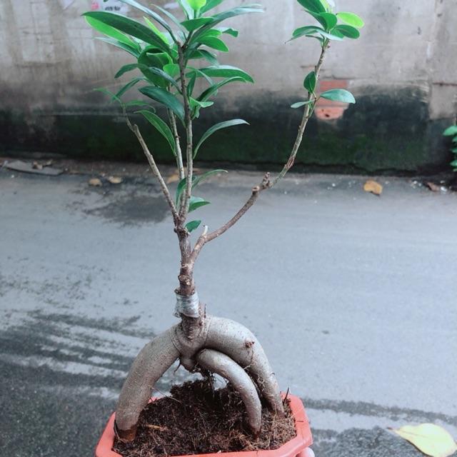 Cây Si Bonsai Nhật