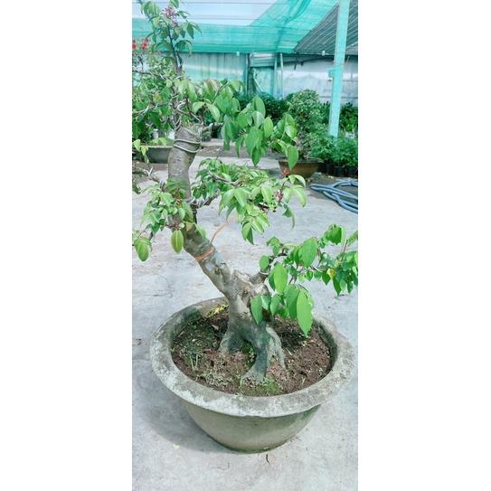Chậu Khế Bonsai Lớn